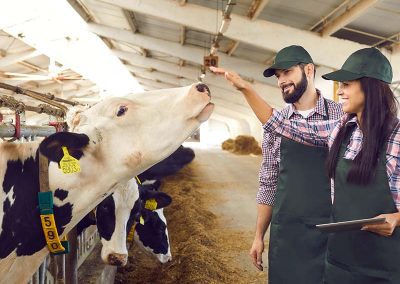 RFID: riconoscimento bovini di nuova generazione